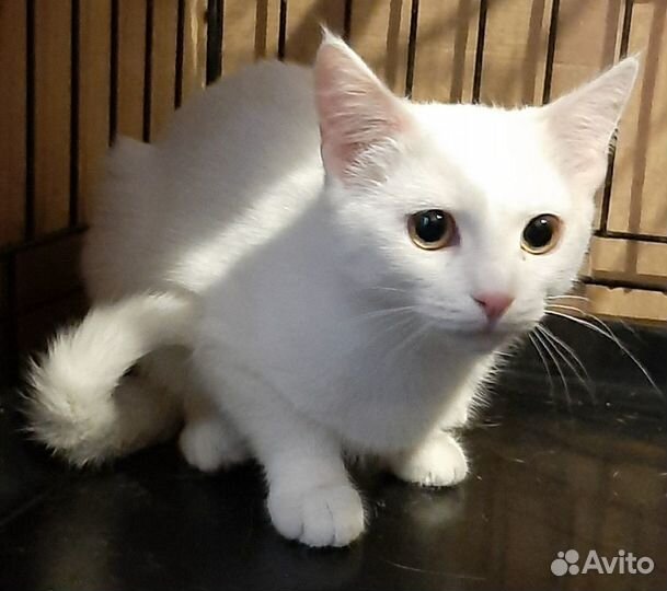 Белоснежный котёнок в дар