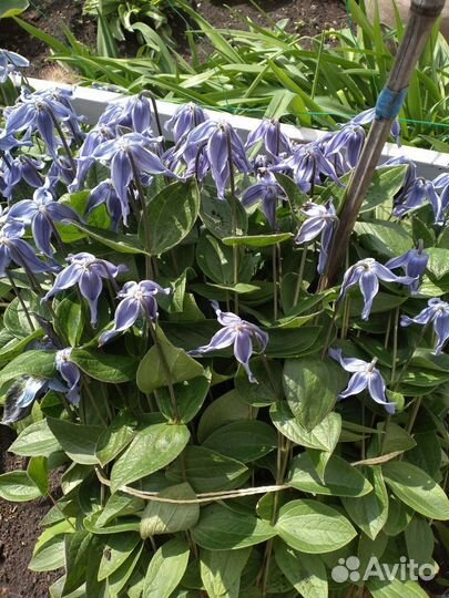 Рассылаю семена многолетних цветов