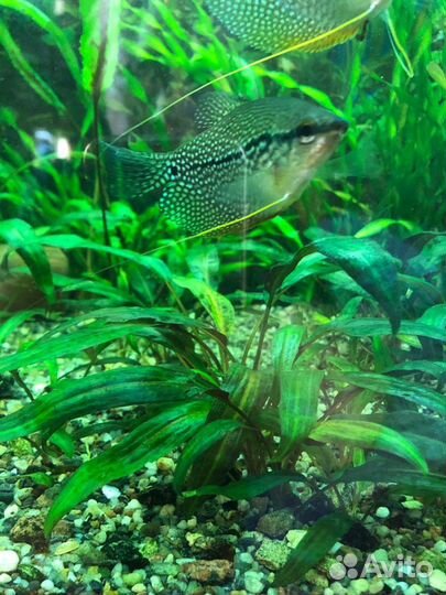 Аквариумные растения, рыбки, улитки