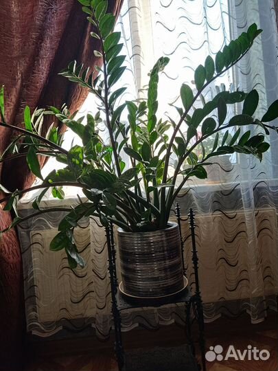 Замиокулькас (долларовое дерево)