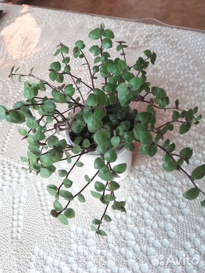 Клеродендрум. Каллизия