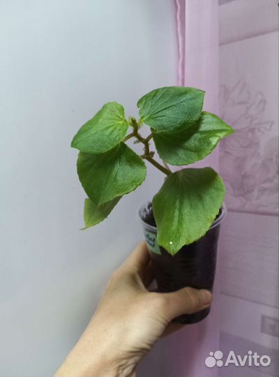 Бегония вечноцветущая махровая