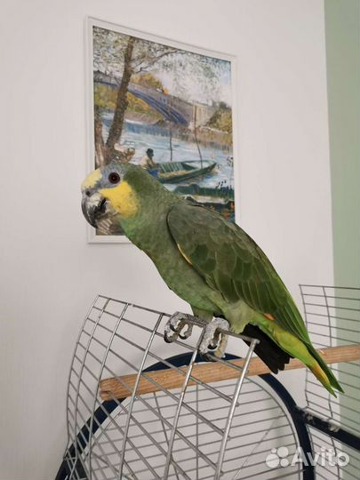 Передержка птиц