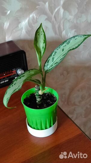 Цветы комнатные