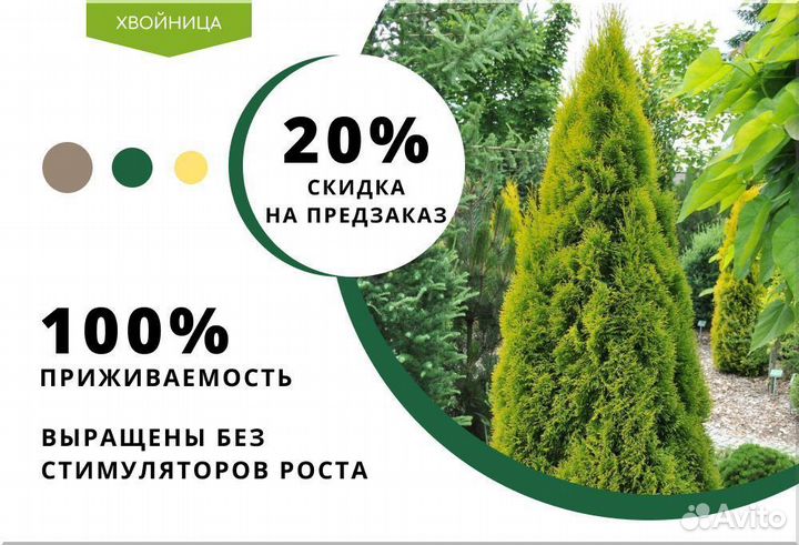 Туи сортовые в ассортименте