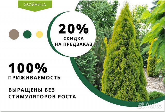 Туи сортовые в ассортименте