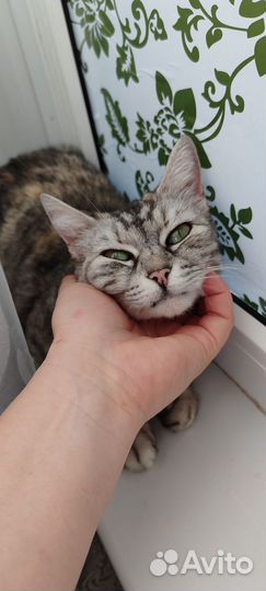 Кошка окрас вискас в добрые руки