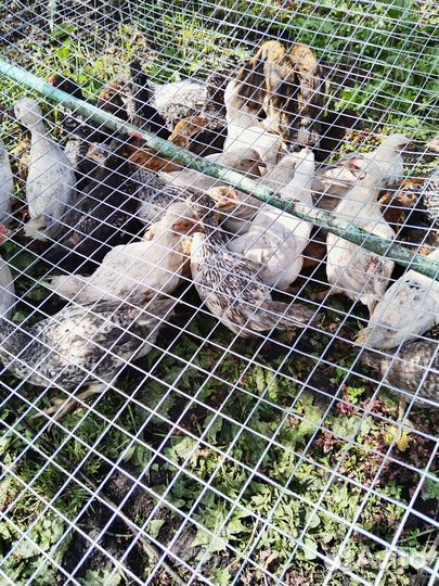 Цыплята несушки подрощенные