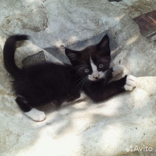 Котёнок бесплатно