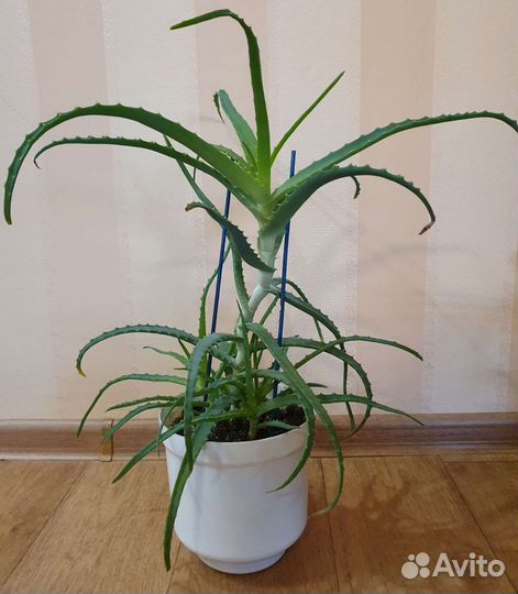 Алоэ лечебный