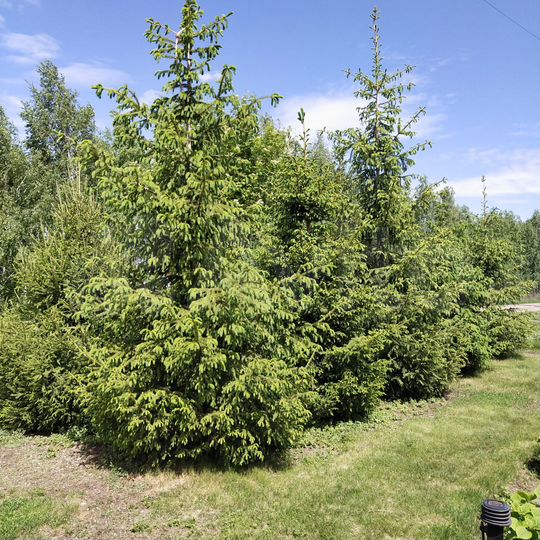 Дом 283,9 м² на участке 8 сот.