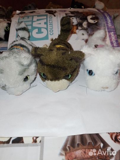 Котята The Cat collection