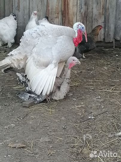 Домашняя птица-индюк