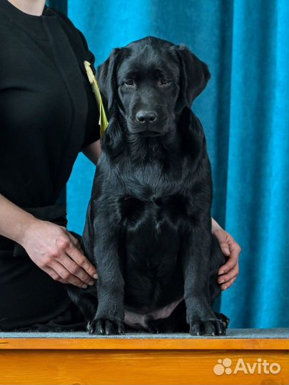 Щенки лабрадора