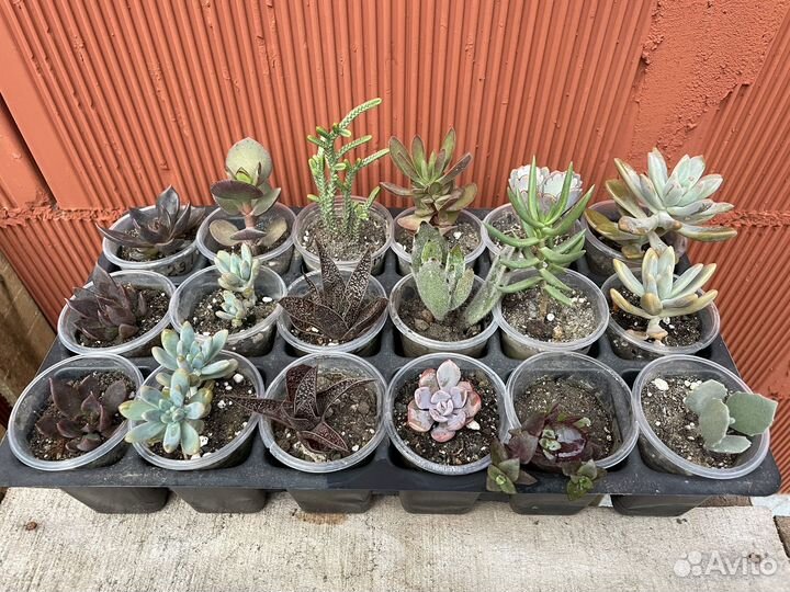 Суккуленты