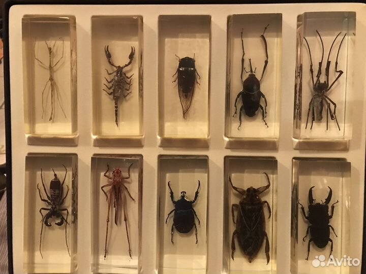 Насекомые в стекле коллекця