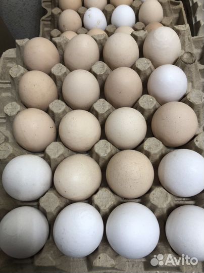 Яйцо куриное