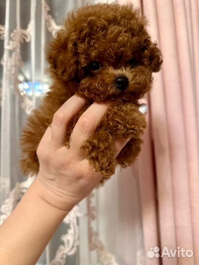 Тикап тедди пудель микро мальтипу импорт Китай