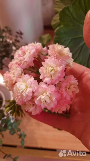 Герань сортовая Apple Blossom