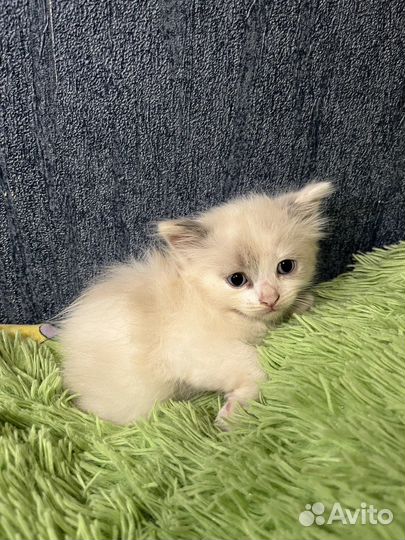 Котята в добрые руки бесплатно