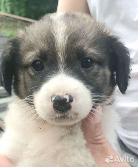 Щенки в дар