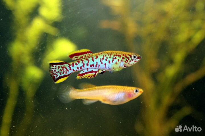 Аквариумные рыбки