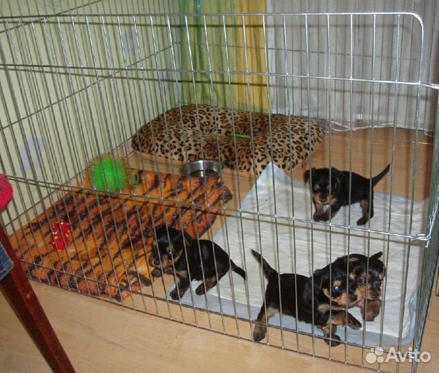 Вольер для щенков в квартиру высота 55 см