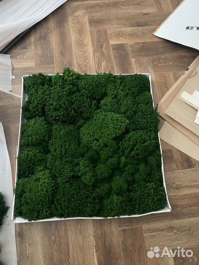 Стабилизированный мох для отделки помещений