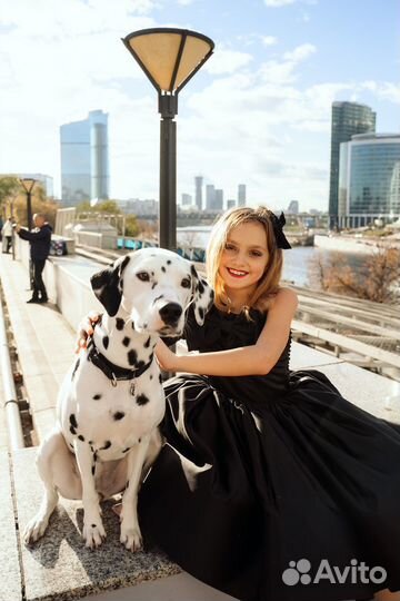 Аренда Далматина