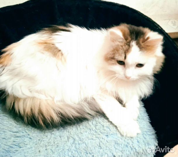 Юная кошечка