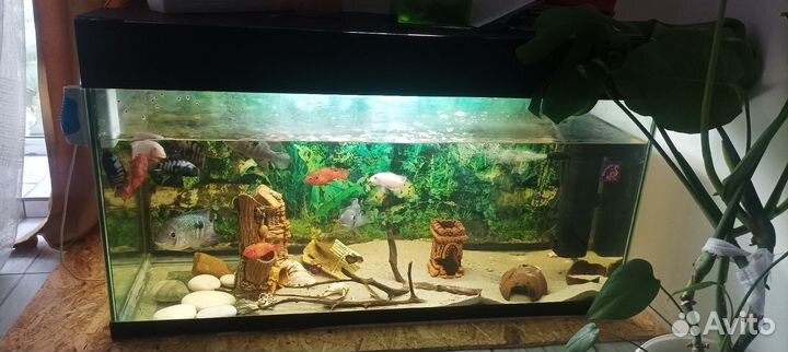 Аквариум