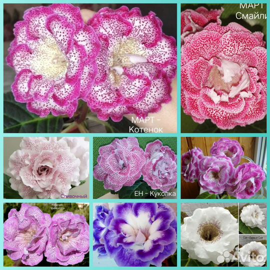 Глоксинии сортовые махровые