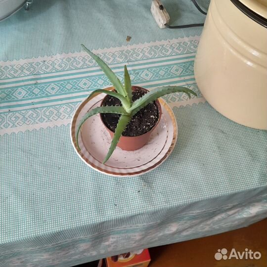 Комнатные цветы