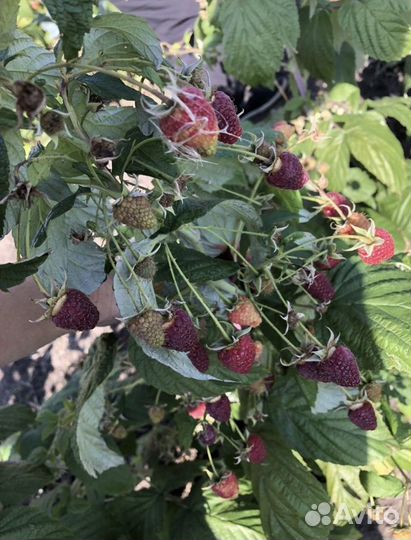 Саженцы ремонтантной малины