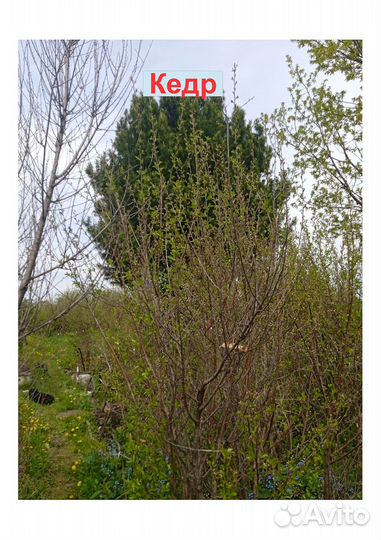 Продаю сад 4 сотки СНТ Южное