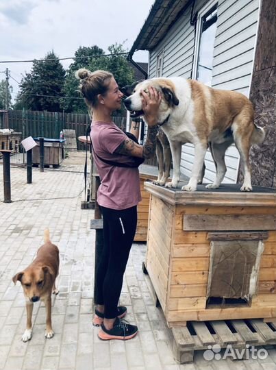 Грумер стрижка собак