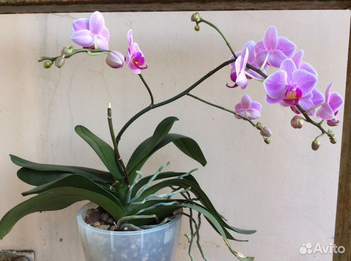 Орхидея фаленопсис