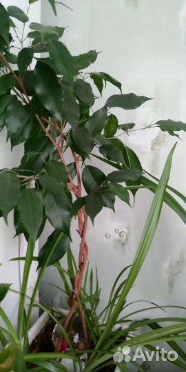 Фикус бенджамина