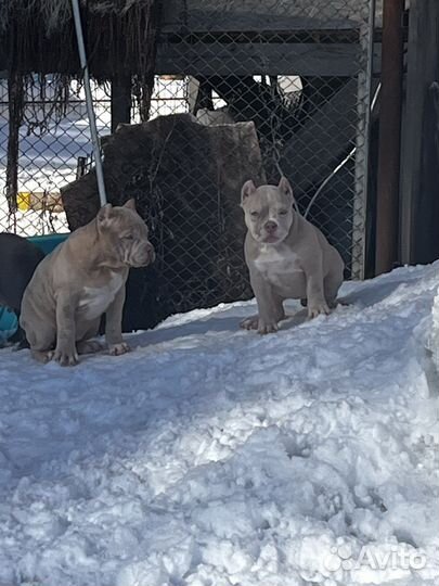 Американский булли