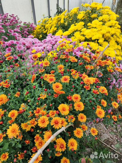 Хризантема кустовая