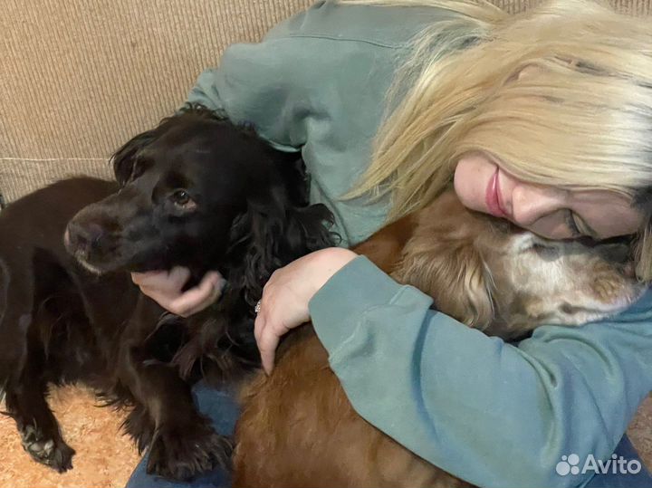 Догситтер выгул собак