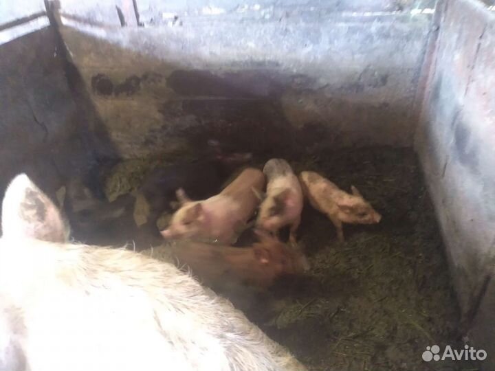 Поросята