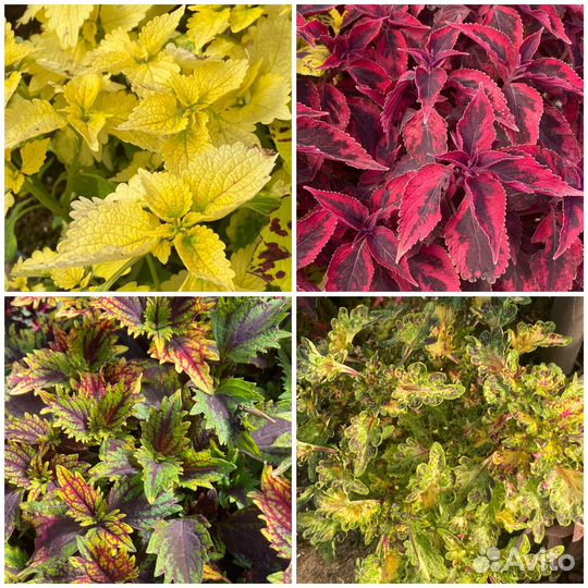 Колеусы сортовые