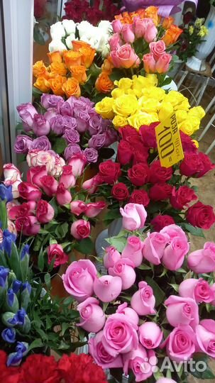 Цветы розы 100