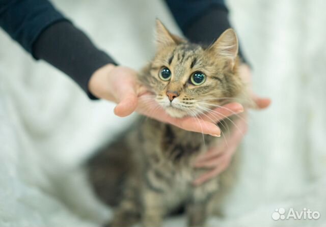 Кошка в добрые руки