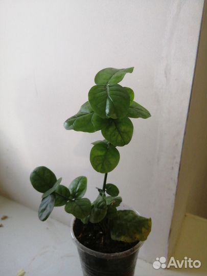 Жасмины, паветта