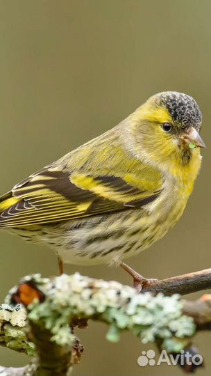 Певчие лесные птицы