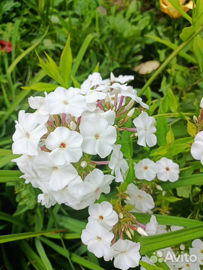 Флоксы,астильба,брунера