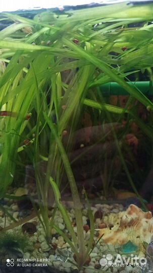 Водоросли для аквариума
