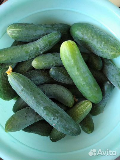 Огурцы и кабачки